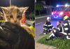 uspješno završeno spašavanje mačića u Pribislavcu