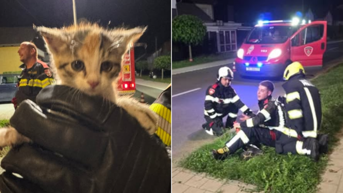 uspješno završeno spašavanje mačića u Pribislavcu