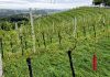 tuča vinograd