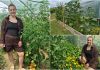 Anastazija Kamerlin iz Banfija: Stvorila vrt u kojem kukci rade umjesto pesticida anastazija kamerlin