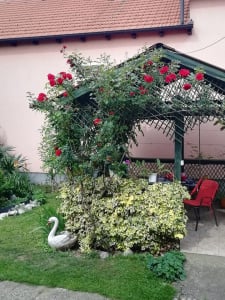 Terasa gospođe Ruže Terasa gospođe Ruže